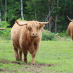Scottish Highland Cattle - Anabel - Cow