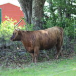 Scottish Highland Cattle - Betsy - Cow