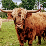 Scottish Highland Cattle - Ernesto