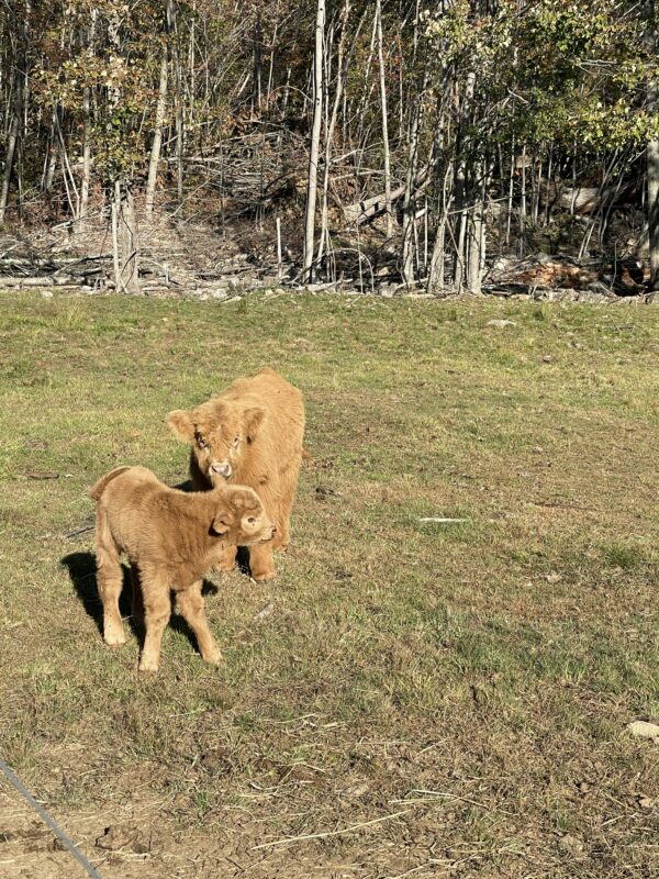 Scottish Highland Cattle - day old Ian (front) with Herold (back)