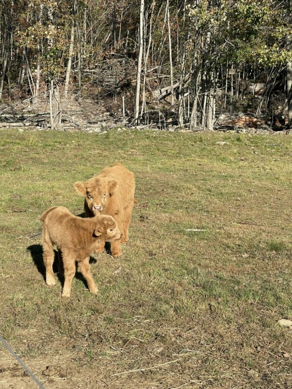 Scottish Highland Cattle - day old Ian (front) with Herold (back)
