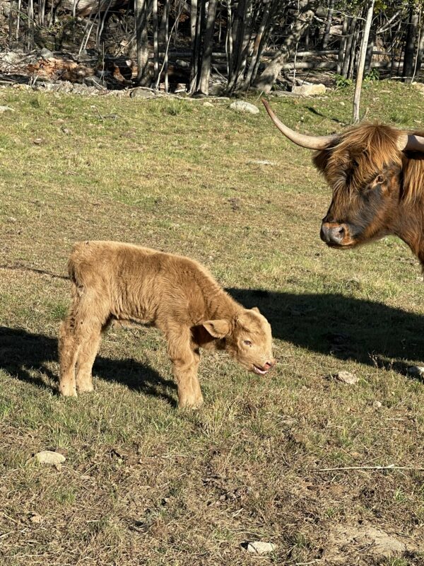 Scottish Highland Cattle - day old Ian with Betsy