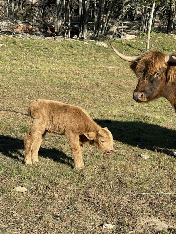 Scottish Highland Cattle - day old Ian with Betsy