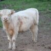 Scottish Highland Cattle - Gertrude
