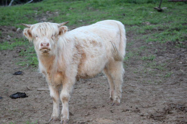 Scottish Highland Cattle - Gertrude