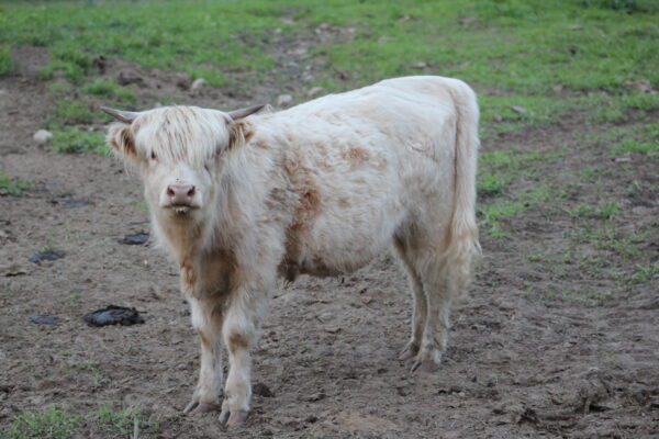 Scottish Highland Cattle - Gertrude