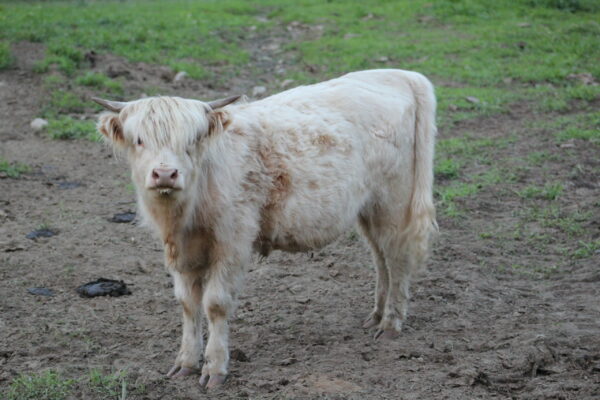Scottish Highland Cattle - Gertrude