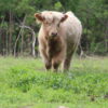 Scottish Highland Cattle - Ian - Steer