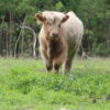 Scottish Highland Cattle - Ian - Steer
