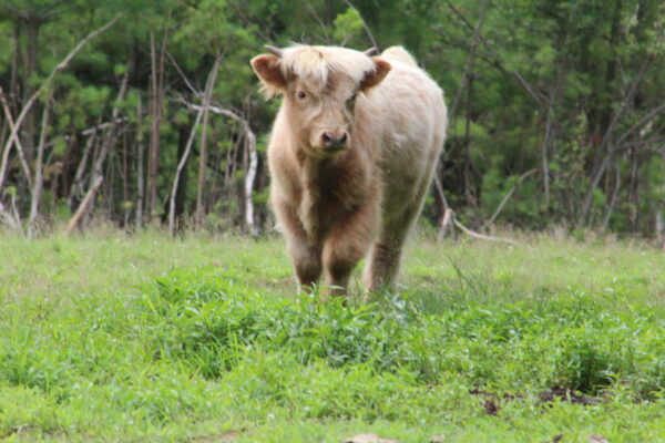 Scottish Highland Cattle - Ian - Steer