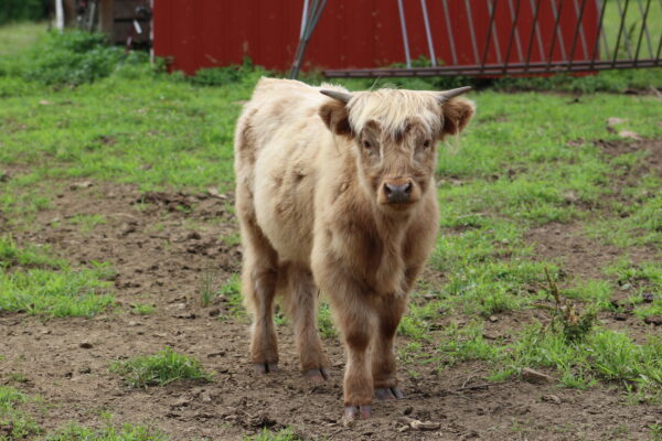 Scottish Highland Cattle - Herold - Steer