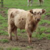 Scottish Highland Cattle - Herold - Steer