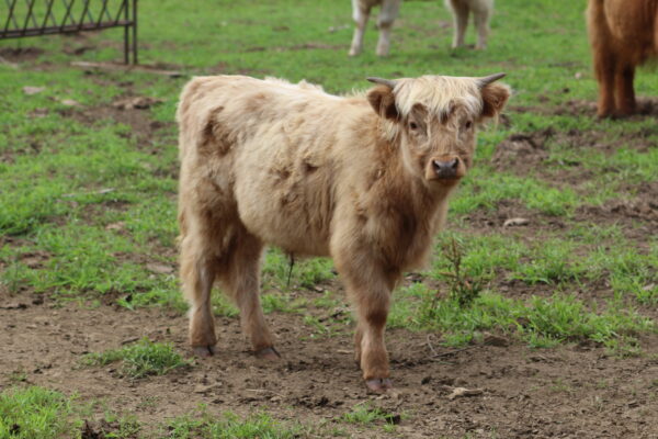 Scottish Highland Cattle - Herold - Steer