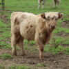 Scottish Highland Cattle - Herold - Steer