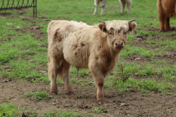Scottish Highland Cattle - Herold - Steer