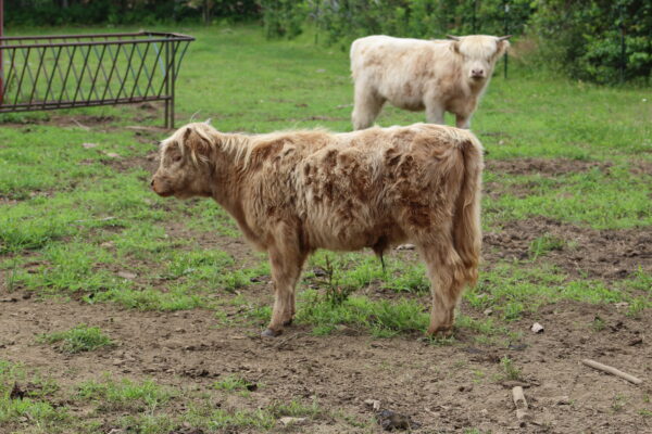 Scottish Highland Cattle - Herold - Steer