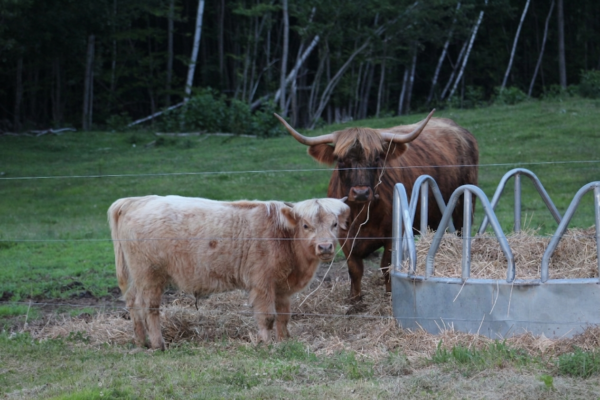 Scottish Highland Cattle - Ian with Betsy (mom)