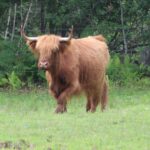 Scottish Highland Cattle - Claire - Cow