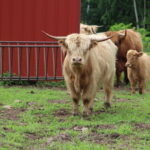 Scottish Highland Cattle - Finnegan - Bull