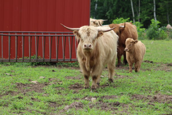 Scottish Highland Cattle - Finnegan - Bull