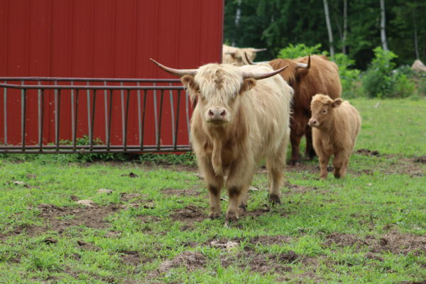 Scottish Highland Cattle - Finnegan - Bull