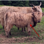 Scottish Highland Cattle - Finnegan with Dam