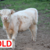Scottish Highland Cattle - Gertrude