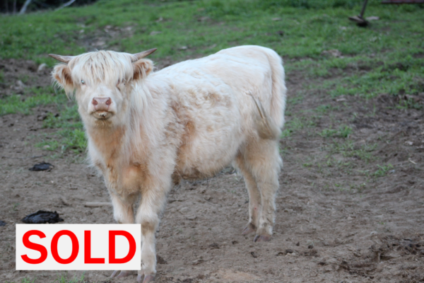 Scottish Highland Cattle - Gertrude